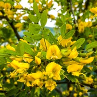 Karagana stromovitá (Čimišník) - Caragana arborescens ´Walker´ Co10L km100