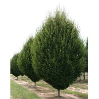 Hrab obyčajný - Carpinus betulus Fastigiata Co15L  200/250