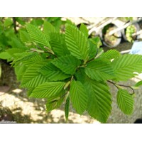 Hrab obyčajný - Carpinus betulus Fastigiata Co15L  200/250