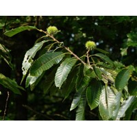 Gaštan jedlý - Castanea sativa Co35L 12/14 výška 400/500cm