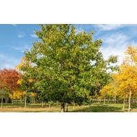 Gaštan jedlý - Castanea sativa Co35L 12/14 výška 400/500cm