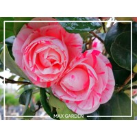 Kamélia Japonská ružová - Camellia japonica ´Lavinia Maggi´- ružová Co35L  100/125