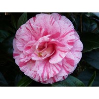 Kamélia Japonská ružová - Camellia japonica ´Lavinia Maggi´- ružová Co35L  100/125