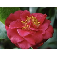 Kamélia Japonská červená  - Camellia japonica 'Mrs. Charles Cobb'  Co35L 100/125