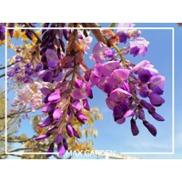 Vistéria vznešená  - Wisteria Floribunda ´ Yokohama Fuji ´  Co25L  150x55 (Oblúk/Espalier)