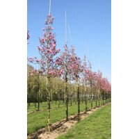 Magnolia 'Susan' Co35L - vysokokmeň 8/10  280/300