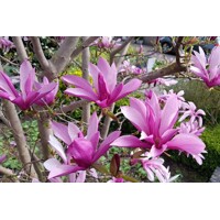 Magnolia 'Susan' Co35L - vysokokmeň 8/10  280/300