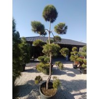 Borovica lesná - Pinus sylvestris POM-POM Co110L 200/250