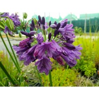 Agapanthus africanus ´Poppin Purple´ Co9L