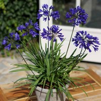 Agapanthus africanus ´Poppin Purple´ Co9L