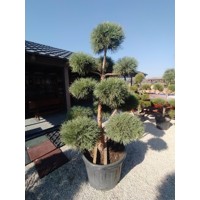 Borovica lesná - Pinus sylvestris ´Nano´ EXTRA POM-POM Co150 160/180