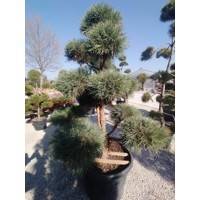 Borovica lesná - Pinus sylvestris ´Nano´ EXTRA POM-POM Co150 160/180