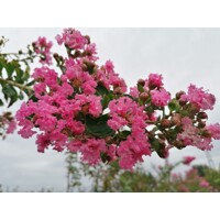 Myrta krepová tmavo ružová - Lagerstroemia indica ´Rosea Grassi ´  Co10L  KM80-90 230/250