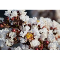 Myrta krepová fialová - Lagerstroemia indica ´Black Solitaire Pure White´  Co10L 70/90