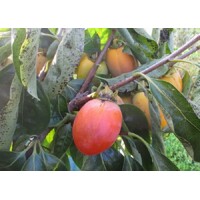 Ebenovník rajčiakový  - Diospyros kaki  - Hurmi Kaki ´Ragno´  Co18L  km90  200/220