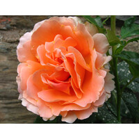 Ruža popínavá - oranžová - Rosa ´Polka Mandarine´ Co10L 140