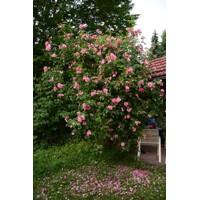 Ruža popínavá -ružová - Rosa ´Camelot Tantau´ Co10L 200/220