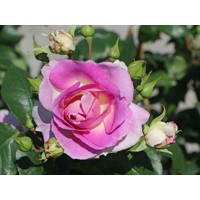 Ruža popínavá - bl.fialová - Rosa ´Saphir´ Co10L 180/200