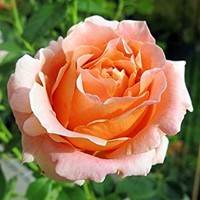 Ruža popínavá - pastel. oranžová - Rosa ´Polka 91´ Co5L 180/200