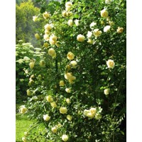 Ruža popínavá - žltá - Rosa ´Cyrano De Bergerac´ Co10L 100/140