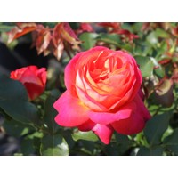 Ruža popínavá - oranžovo-žltá - Rosa ´Midsummer´ Co5L 180/200