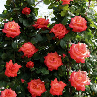 Ruža popínavá - oranžovo-žltá - Rosa ´Cristoforo Colombo´ Co5L 180/200