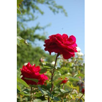 Ruža popínavá -voňavá - Rosa ´EDITH PIAF ®´ Co5L 180/200
