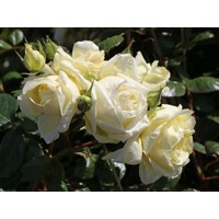 Ruža popínavá - sv.žltá - Rosa ´Elfe Tantau´ Co10L 160/220