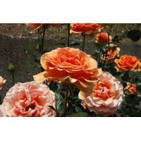 Ruža čajová -voňavá - Rosa ASHRAM ® Co4L