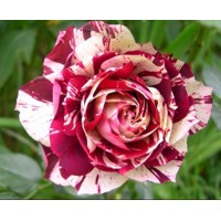 Ruža čajová -voňavá - Rosa JULIO IGLESIAS ® Co4L
