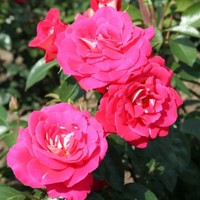 Ruža čajová -voňavá - Rosa HEIMATMELODIE ® Co4L