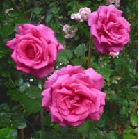 Ruža čajová -voňavá - Rosa PAROLE ® Co4L