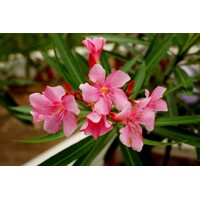 Oleander obyčajný  - Nerium oleander Pink Co25L 120/130