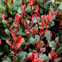 Červienka, Fotínia - Photinia fraseri ´Red Robin´  Co50L 150/175 Ombr.