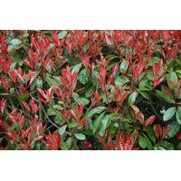 Červienka, Fotínia - Photinia fraseri Red Robin Co18-25L 6/8 - vysokokmeň