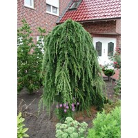 Smrekovec ´Stiff Weeper´ na kmeni – Larix kaempferi | previsnutý smrekovec