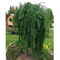 Smrekovec ´Stiff Weeper´ na kmeni – Larix kaempferi | previsnutý smrekovec
