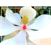 Magnólia veľkokvetá - Magnolia grandiflora ´Galissoniere´ Co5L 80/100