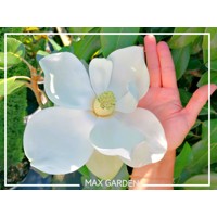 Magnólia veľkokvetá - Magnolia grandiflora ´Galissoniere´ Co5L 80/100