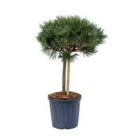 Pinus Nigra ´Brepo´  Co12L  KM50
