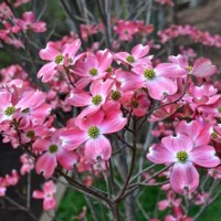 Drieň kvetnatý - Cornus florida ´Rubra´ Co5L 80/100