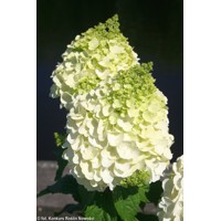 Hortenzia metlinatá - Hydrangea paniculata 'Magical Mont Blanc'  Co3L 30/40