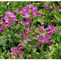 Arabis blepharophylla 'Frühlingszauber' Co10,5