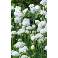 Armeria maritima 'Armada White'