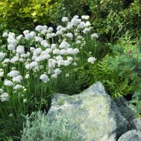Armeria maritima 'Armada White'