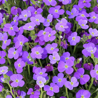 Aubrieta hybrida 'Early Blue Shades'