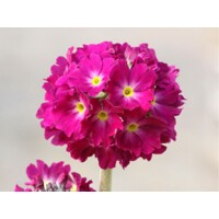 Primula denticulata ´Prom Deep Rose´