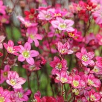 Saxifraga x arendsii 'Carpet Pink'