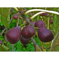 Figovník - Ficus carica ´Brunswick´ 25/30 Co2L