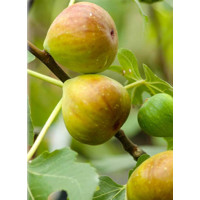 Figovník - Ficus carica ´Brogiotto Bianco´ 20/30 Co2L